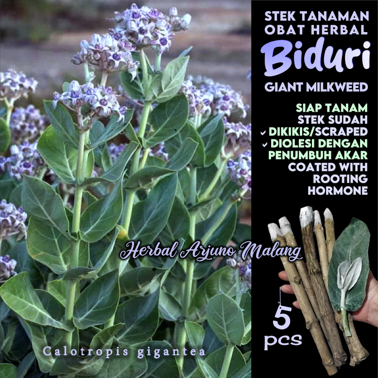 Biduri Widuri Stek Batang Tanaman Obat Tradisional Herbal Kapuk Duri Rembega Rumbigo Remingu Saduri 