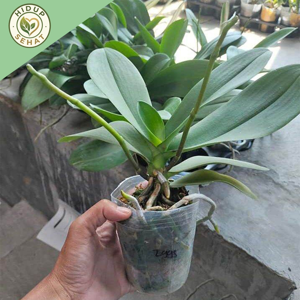 PROMO Anggrek Bulan Dewasa Dan Mini Siap Berbunga