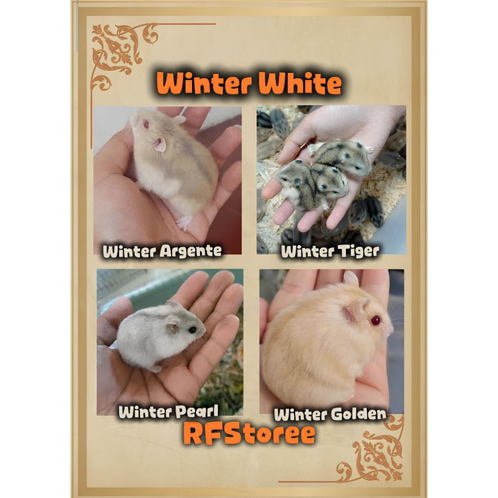 Hamster Winter White/ WW, Winter Argente, Winter Tiger, Winter pearl, Winter Golden