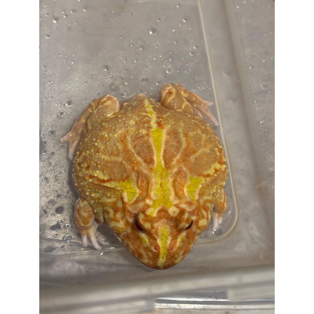 PACMAN FROG ALBINO DEWASA UKURAN 10 CM