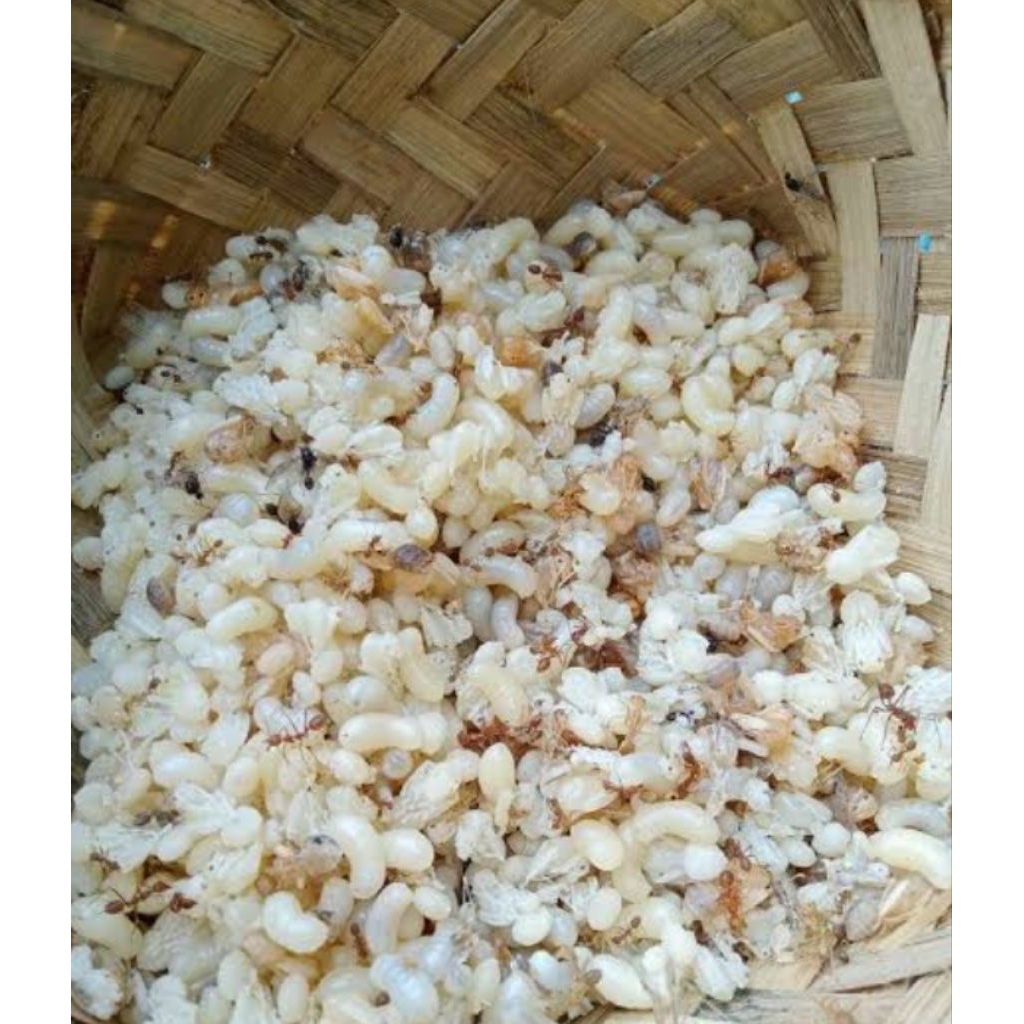 UNIQUE.PS-KROTO SUPER JUMBO FROZEN 100GRAM