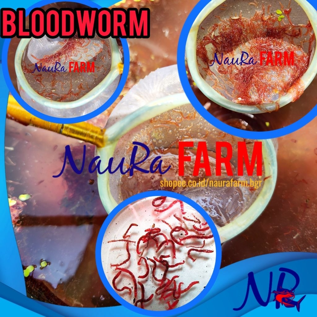 BLOODWORM / CACING DARAH HIDUP Pakan Ikan Hias Air Tawar