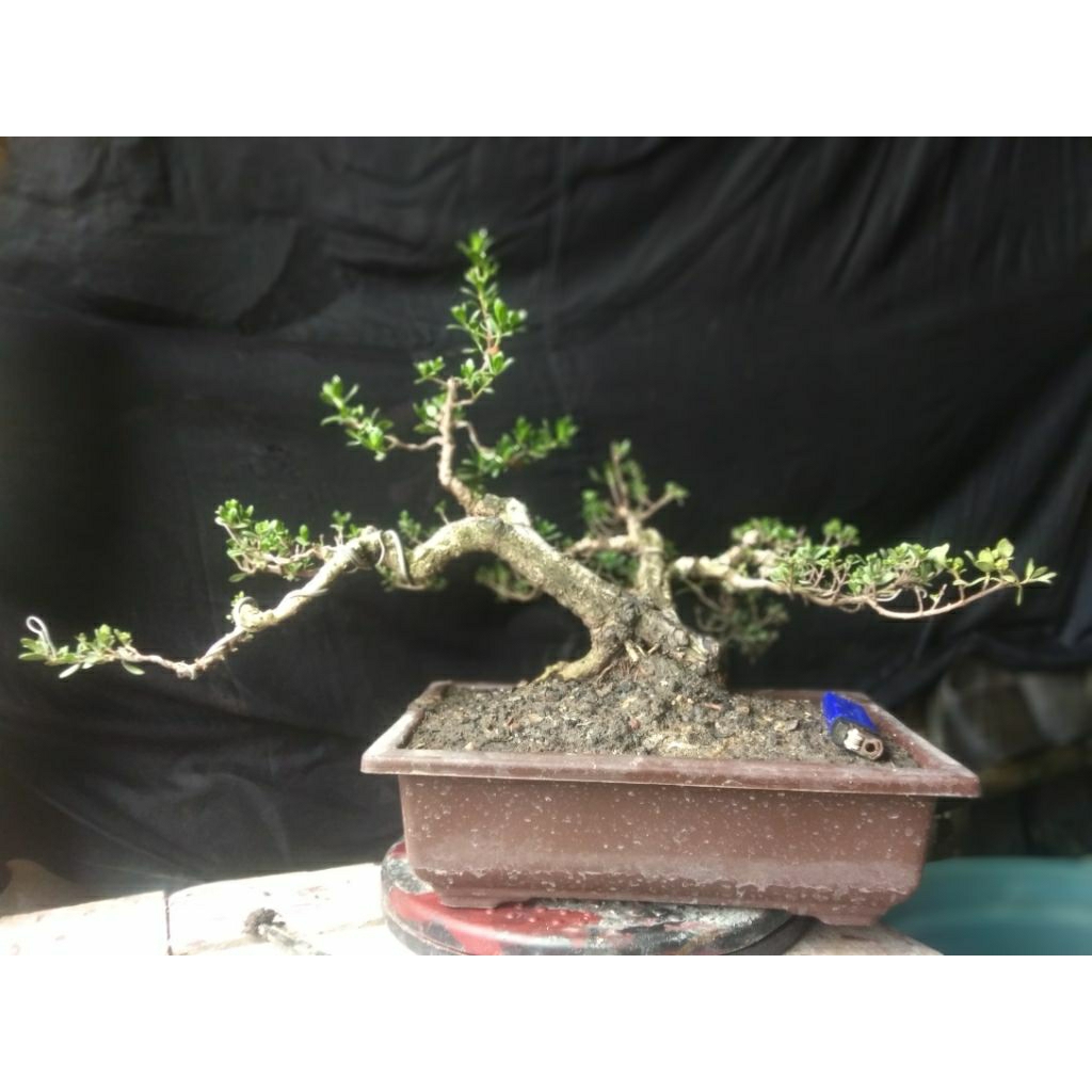 bonsai.santigi