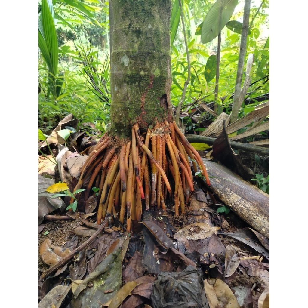 akar pinang muda untuk pria berat 100g