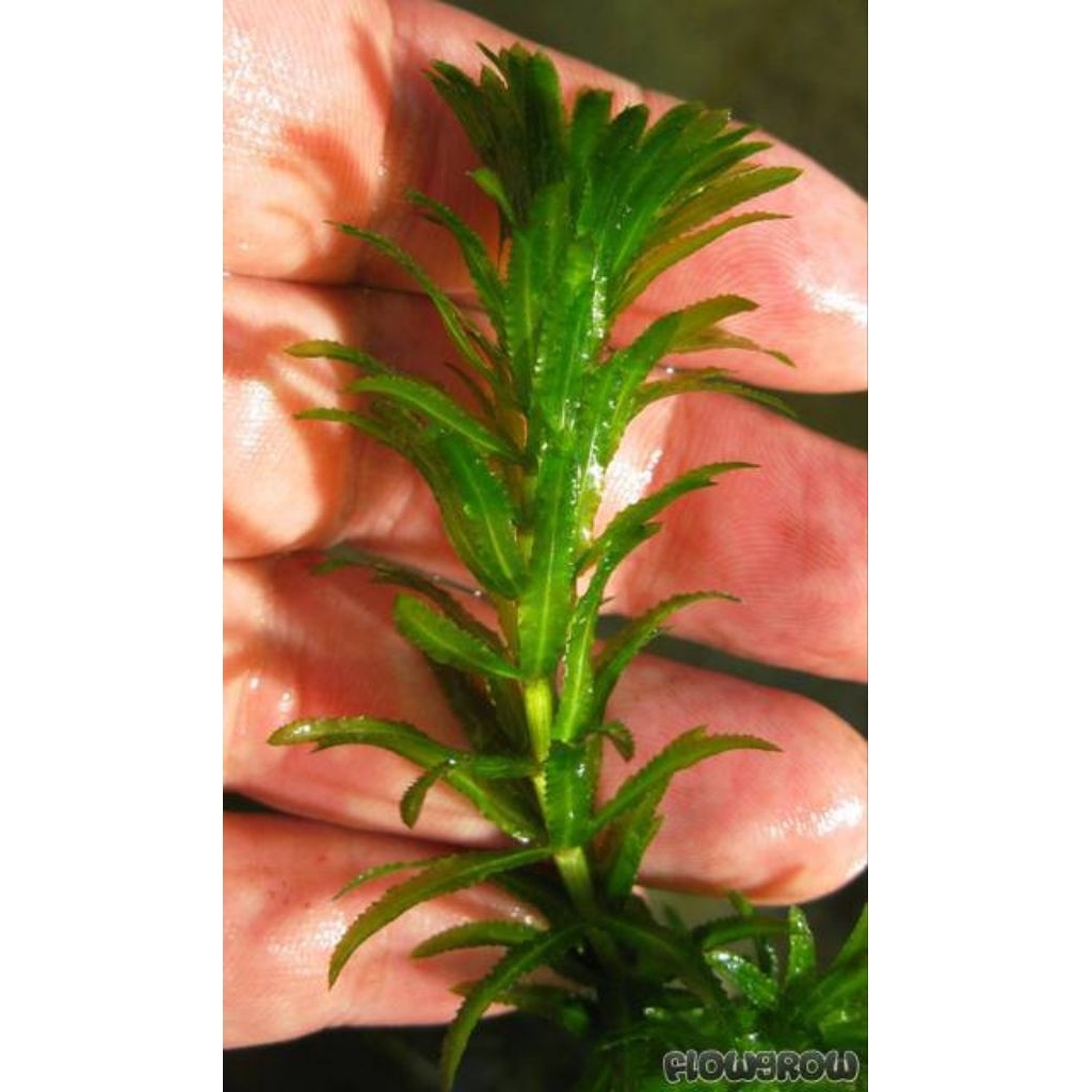 Ganggang Hydrilla (Hydrilla verticillata)