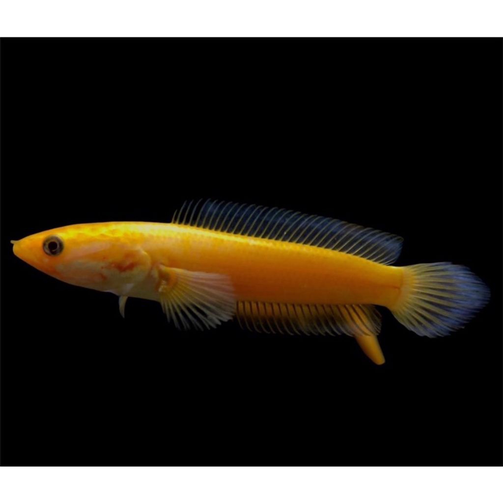 Limbata golden xanthic