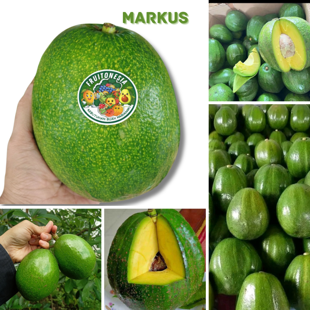 FRUITONESIA Alpukat 1kg MARKUS / kendil Pulen, Creamy, Daging Tebal, Fresh Panen Kualitas Grade A Pr