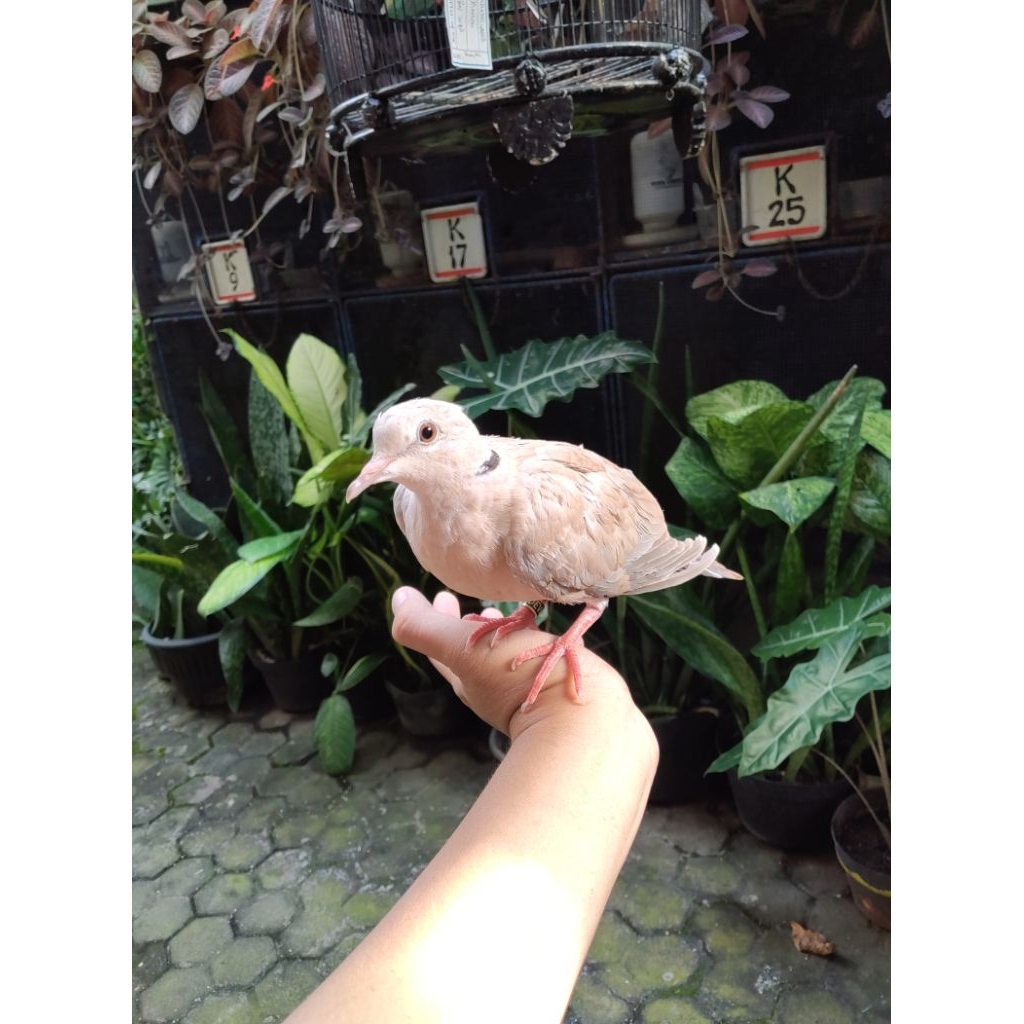 Puter pelung anakan jinak trah gacor Deva Birdfarm