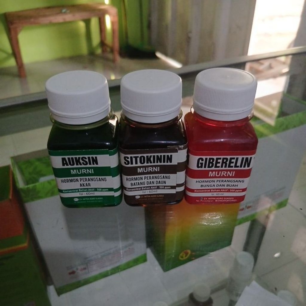 zpt Auskin, Sitokinin, Giberelin