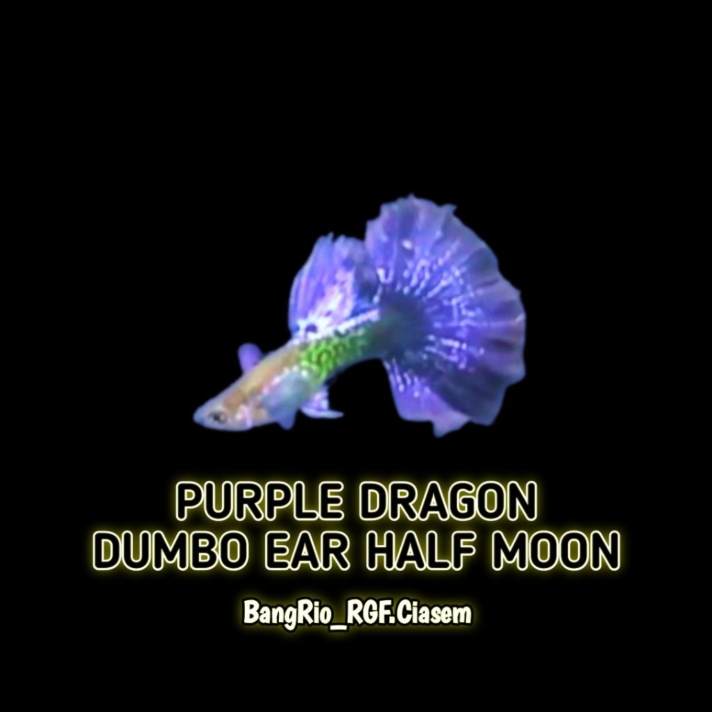 Hiasan akuarium 1 pasang ikan guppy dragon purple halfmoon dumbo ear