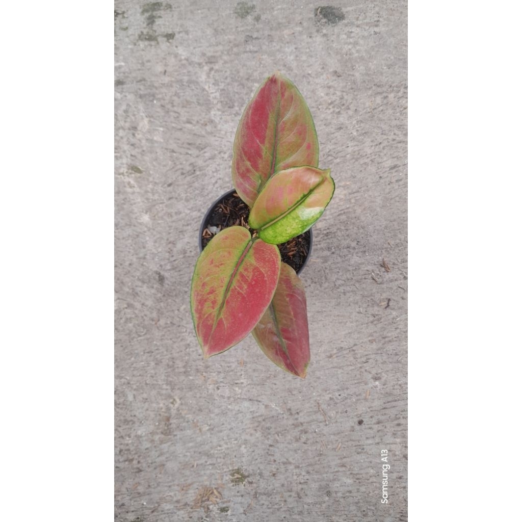 Aglonema AYUNINDI (Size Remaja) (1)