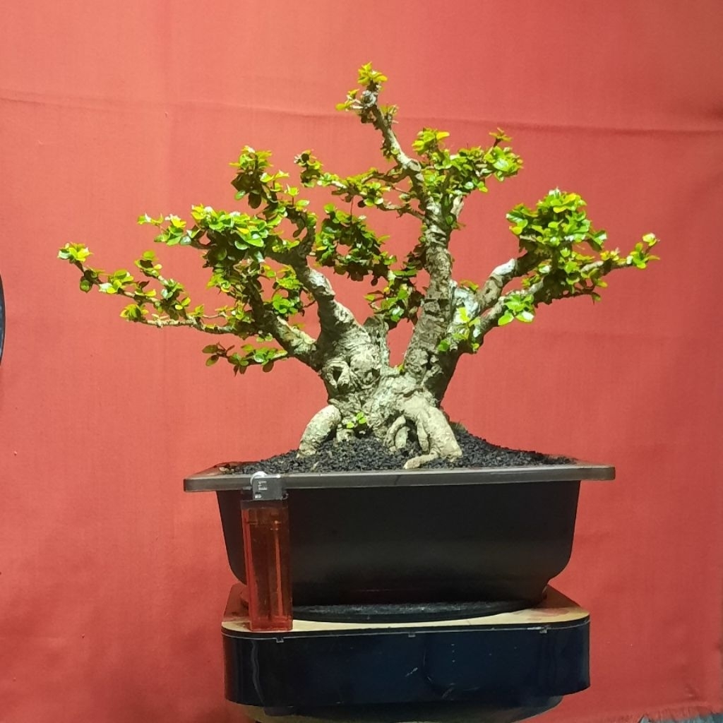 bonsai mirten duri realpict