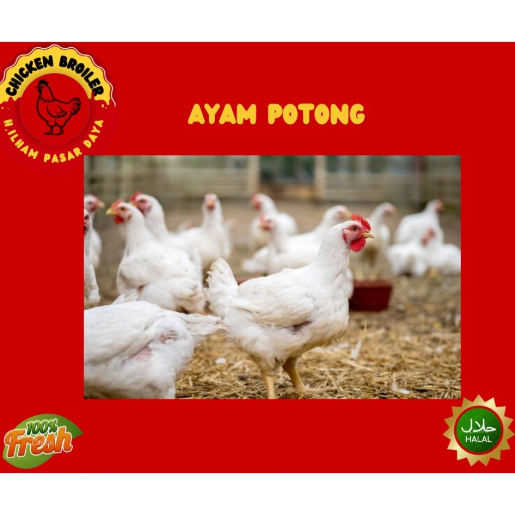 Ayam Potong Segar utuh 1 ekor Fresh halal higienis Makassar