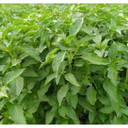 Benih Kemangi 20 gram Daun Lebar Ribuan Biji GEMAH SEED Unggul Lambat Berbunga