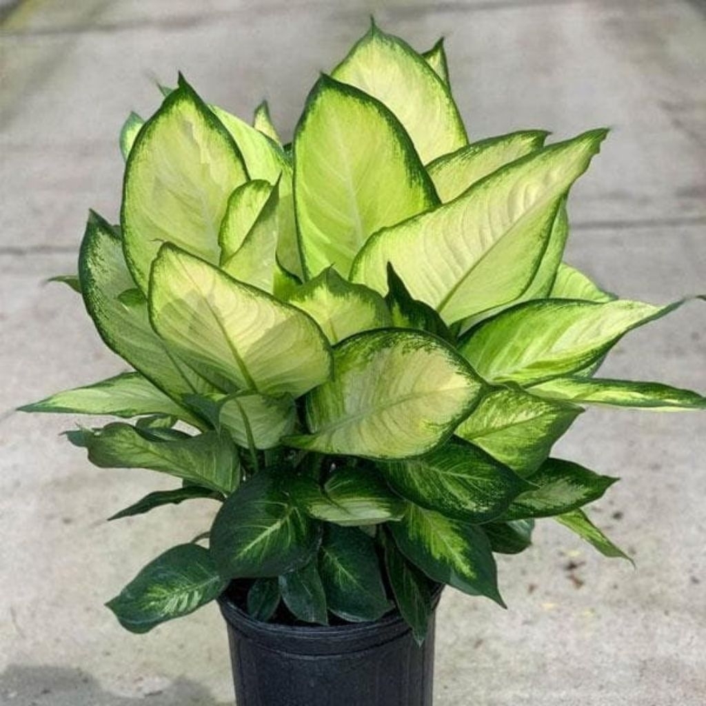 Tanaman Diven Tisu / Aglaonema Tissue / Diven Bachia White / Diven Harmoni / Diven Bangkok / Sri Rej