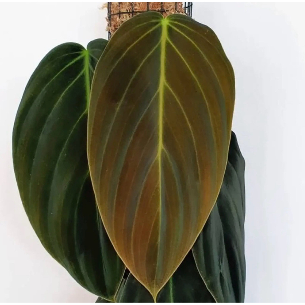 philodendron gigas -tanaman hias philodendron gigas