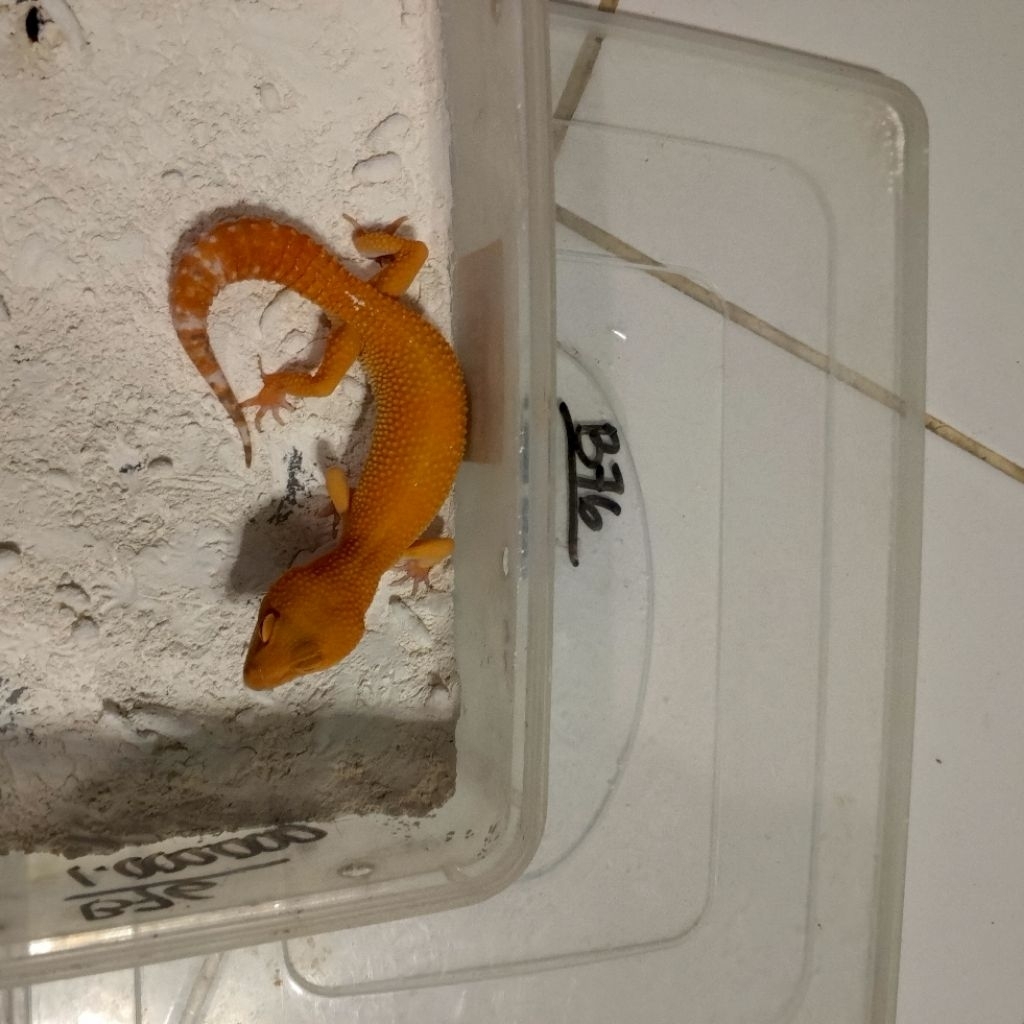 Koleksi gecko berkualitas data lengkap kondisi sehat check out, gecko dikirim sesuai foto yang ada d