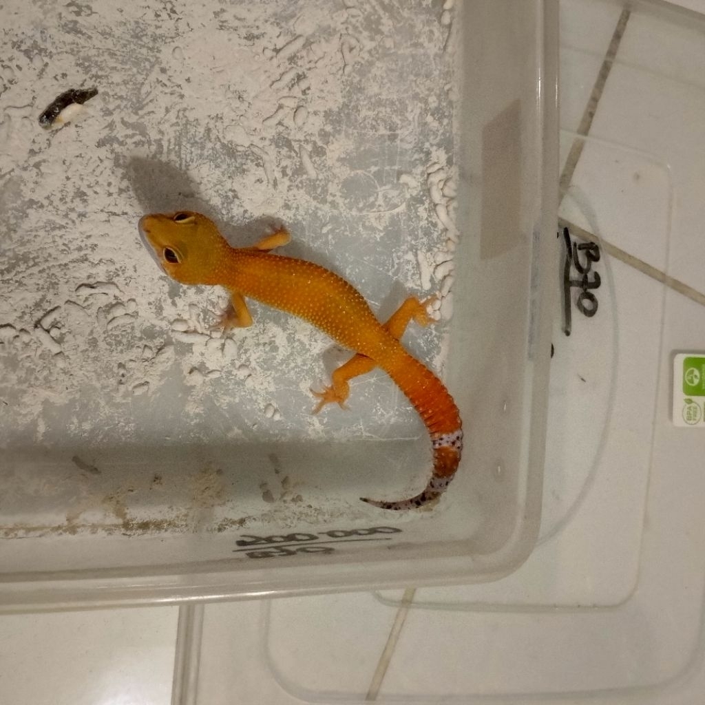 Koleksi gecko berkualitas data lengkap check out, gecko dikirim sesuai foto yang ada di produk