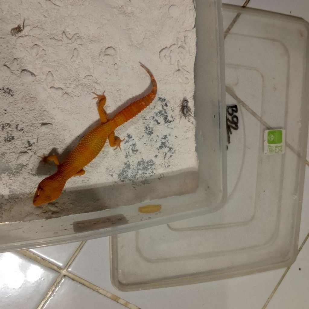 Koleksi gecko berkualitas data lengkap check out, gecko dikirim sesuai foto yang ada di produk