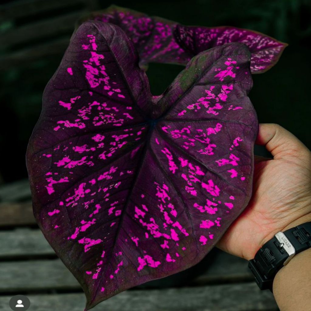 BIBIT BONGGOL TANAMAN HIAS KELADI SEVEN LUCK/BIBIT CALADIUM THAY