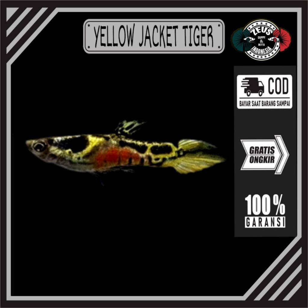 Endler Yellow Jacket Tiger