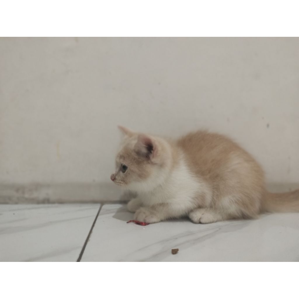 Kucing Munchkin NS