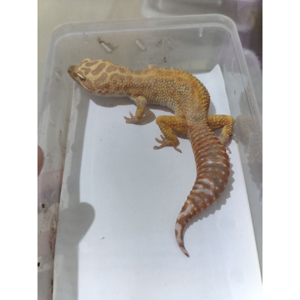 mainan leopard gecko tremper emerine rs red stripe