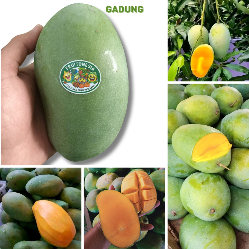 FRUITONESIA Mangga Harum Manis/Gadung 1kg Isi 2-3-4 Bisa Request Mangga Gadung Kualitas Premium Grad