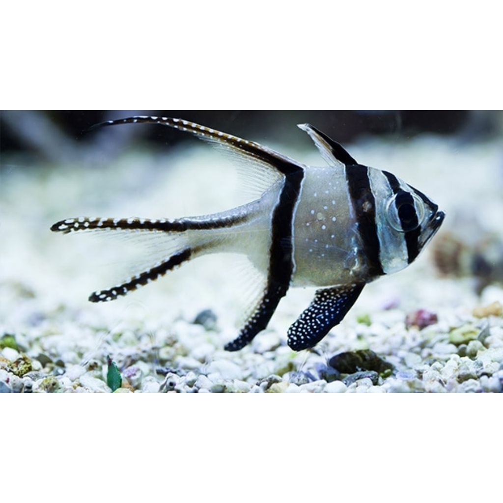 Ikan Hias Air Laut Jenis Capungan