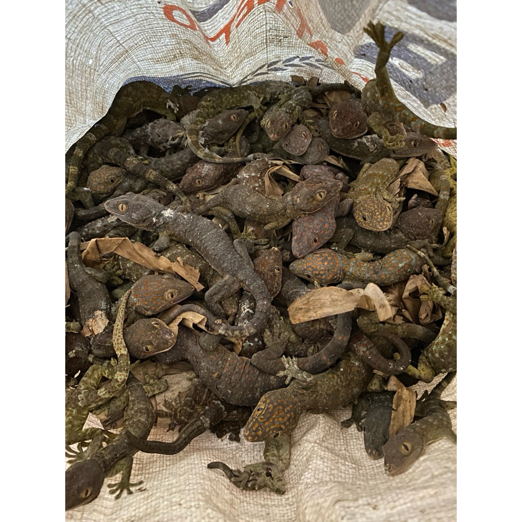 TOKEK BESAR BELI 1 GRATIS 1