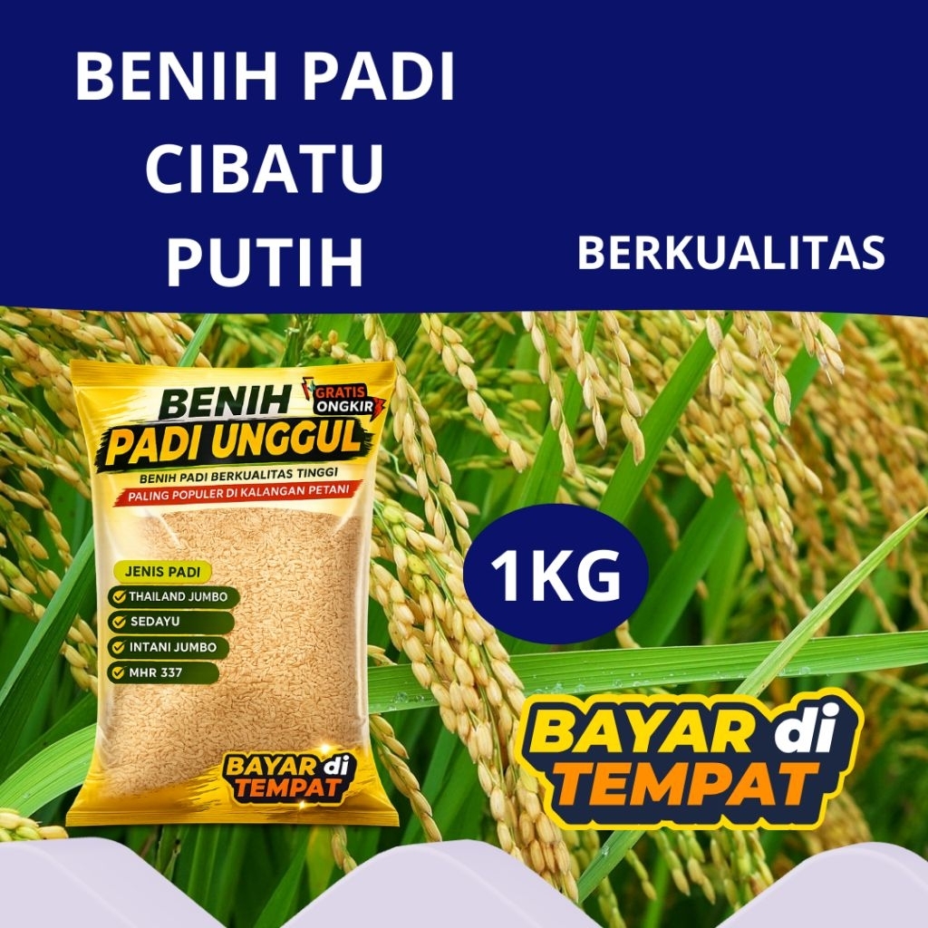 BENIH PADI CIBATU PUTIH KEMASAN 1KG