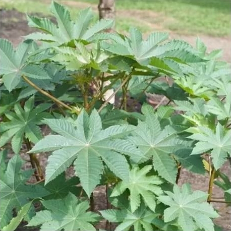 Bibit Tanaman Jarak Kepyar / Jarak Kepyar