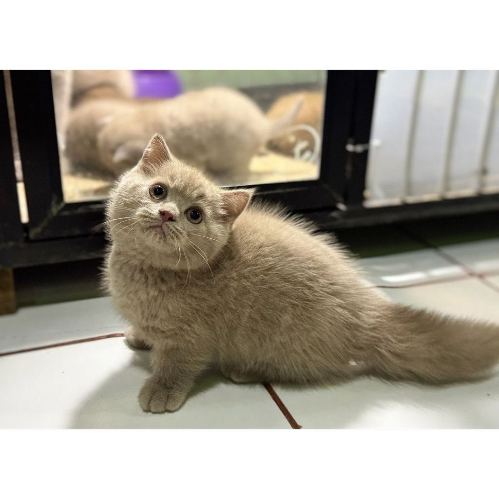 munchkin lilac betina