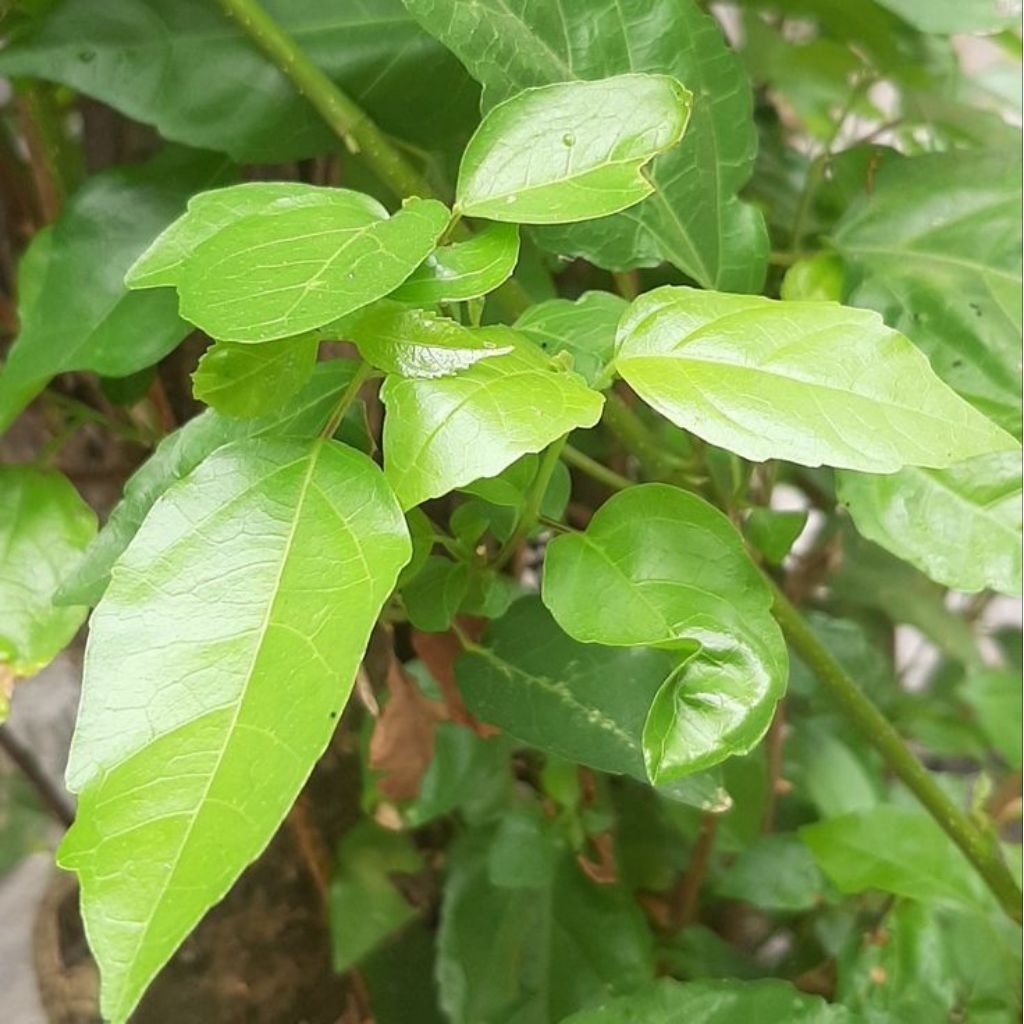 25 lembar daun waung segar, daun tanaman herbal waung, daun tanaman singkil.