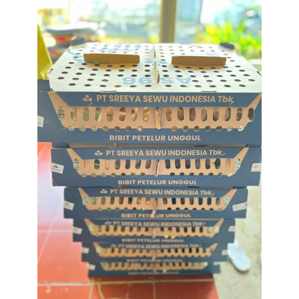 Bibit Ayam Petelur Betina 100 ekor (1box)