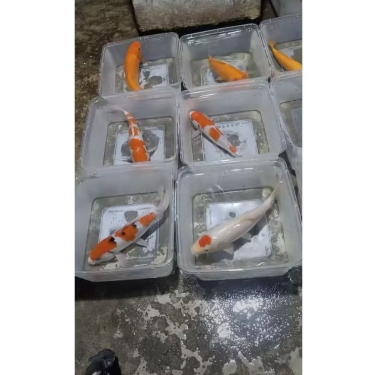 KARASHI TANCO KOHAKU SANKE BLITAR KOI JOS