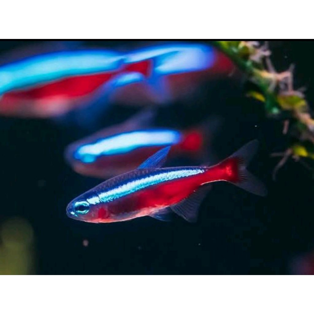 ikan neon cardinal tetra paket 20 ekor size L