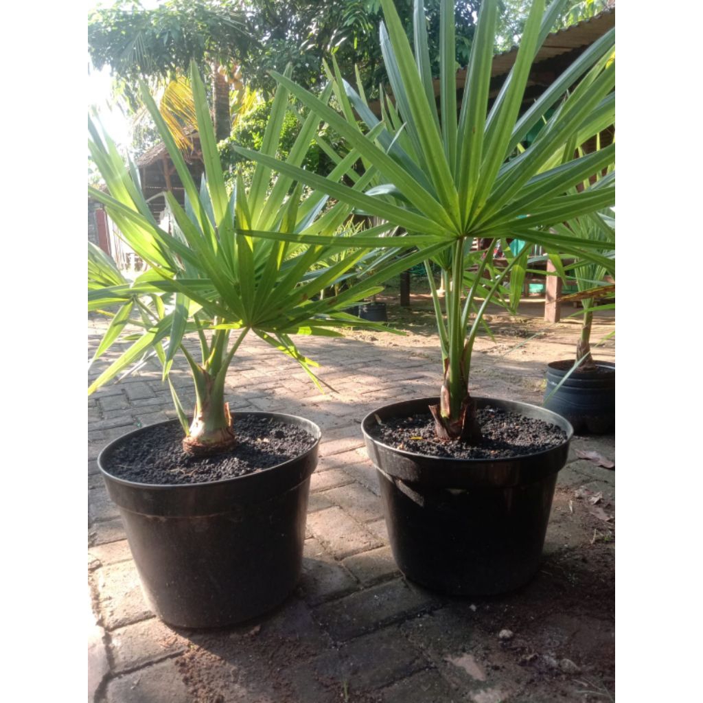 Anakan/Bibit Pohon Siwalan/Lontar Sudah Hidup Dalam Pot Besar (Harga Per Satu Pot)