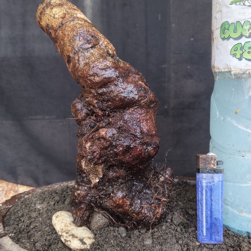 Bahan Bonsai Juwet atau Jamblang atau Anggur Jawa Dongkelan Small Size Real Pict