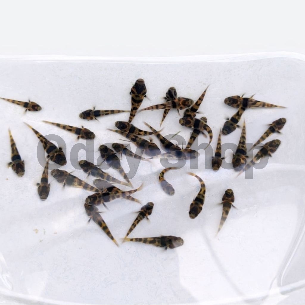 hiasan/dekorasi aquarium goby bumblebee aquascape