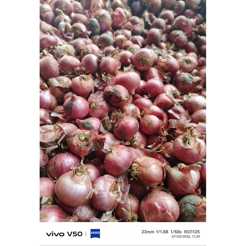 Bawang merah besar kering 1 kilo