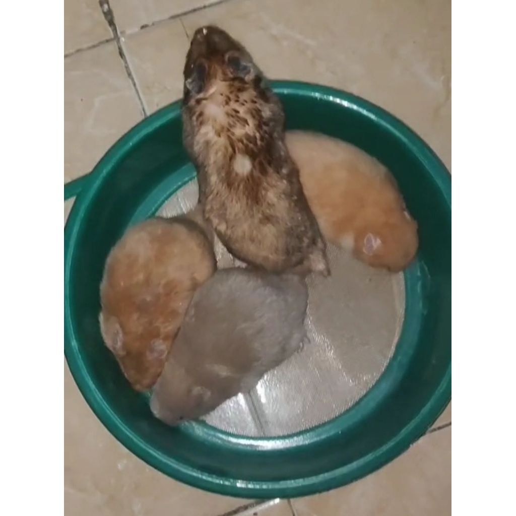 Hamster Syirian Indukan Usia 5 - 6 Bulan Siap Kawin