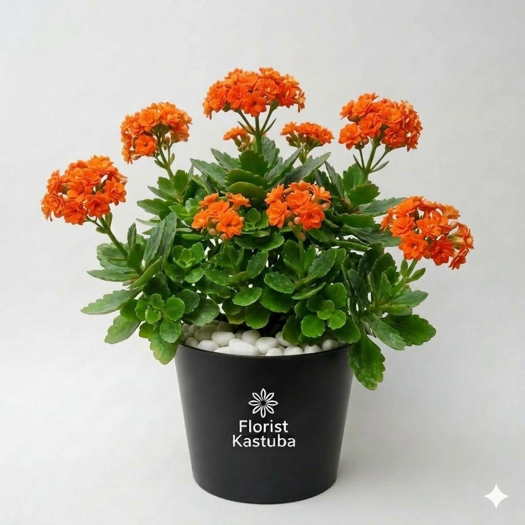 Tanaman Hias Kalanchoe Orange Bunga Tumpuk / Calandiva / Cocor Bebek Bunga Orange Tumpuk