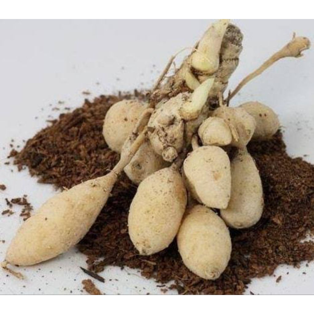 temu putih/kunyit putih gombyok segar 1 kilo