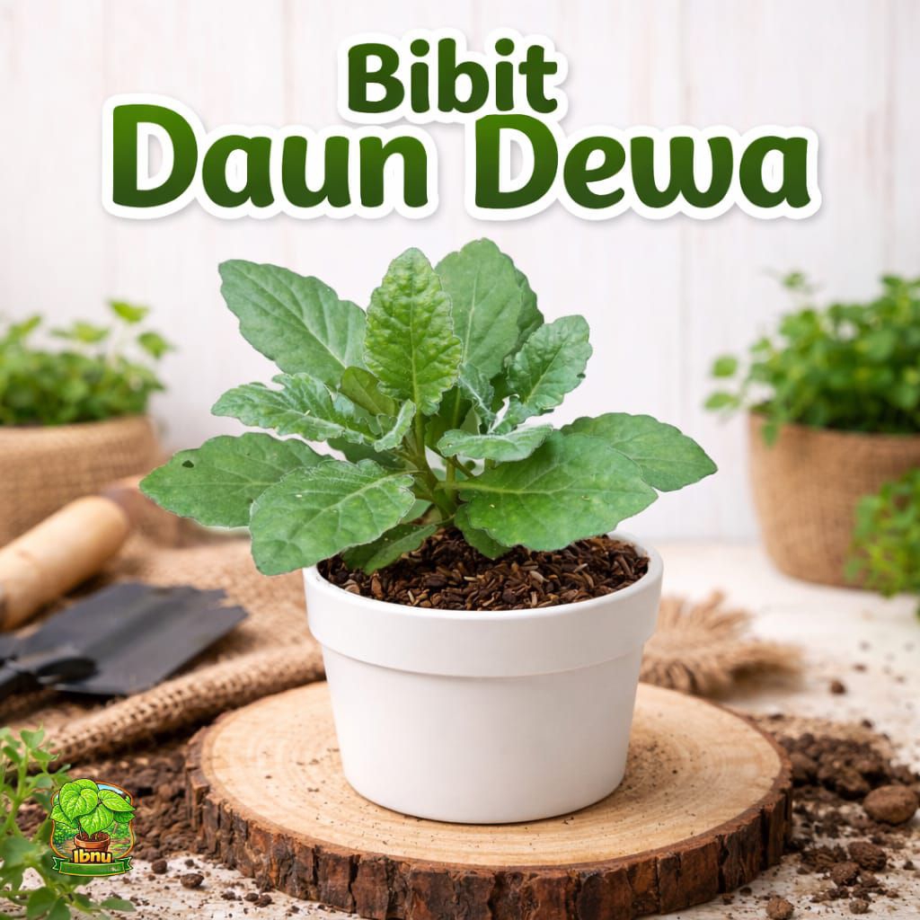 Daun Dewa Tanaman Herbal Daun Dewa
