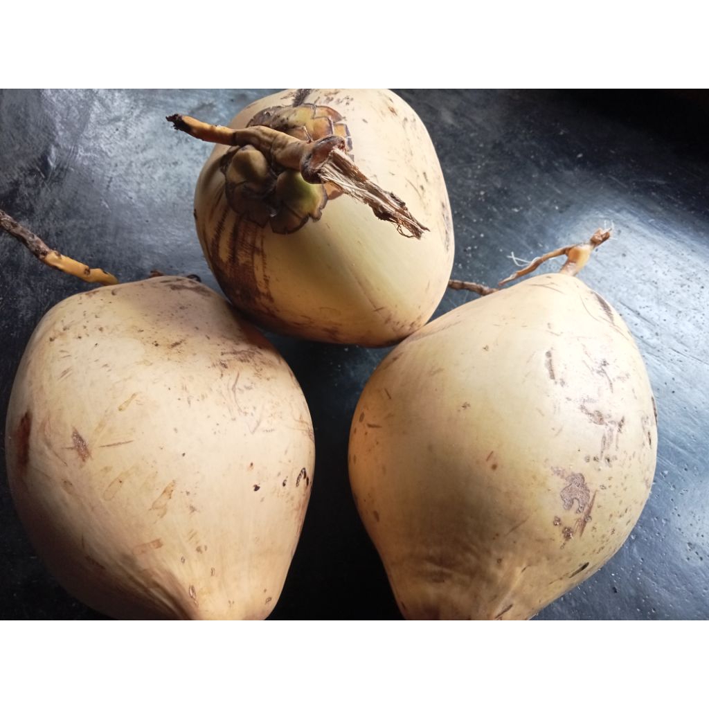 Degan Gading/ Kelapa Gading Muda