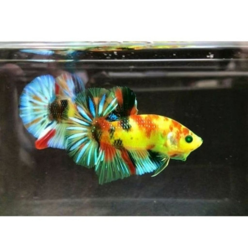 Cupang neon size M+ sepasang indukan Top