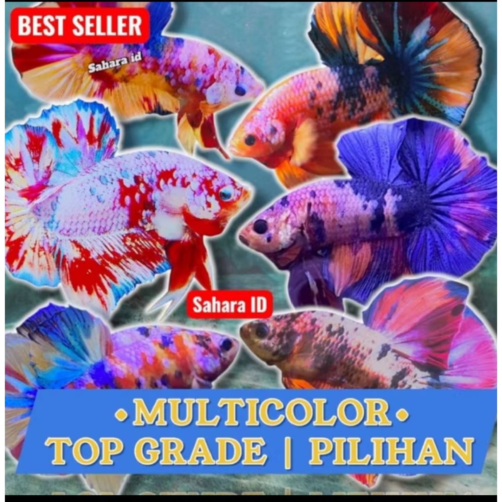 4 pasang / cupang red halmon dan plakat nemo/ hm biru / yelow