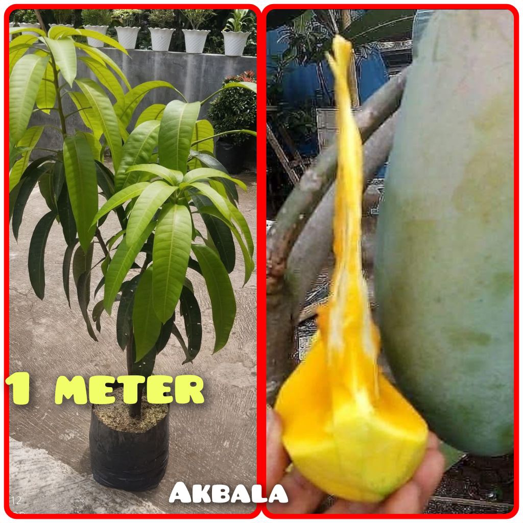 BIBIT MANGGA THAILAND KIOJAY UKURAN 1 METER