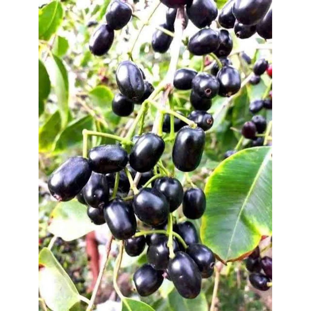 Buah Jamblang atau Juwet atau Duwet 1 kg